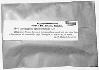 Media resource of Acroscyphus sphaerophoroides